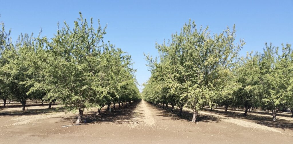 Almond Trees in the Orchard 