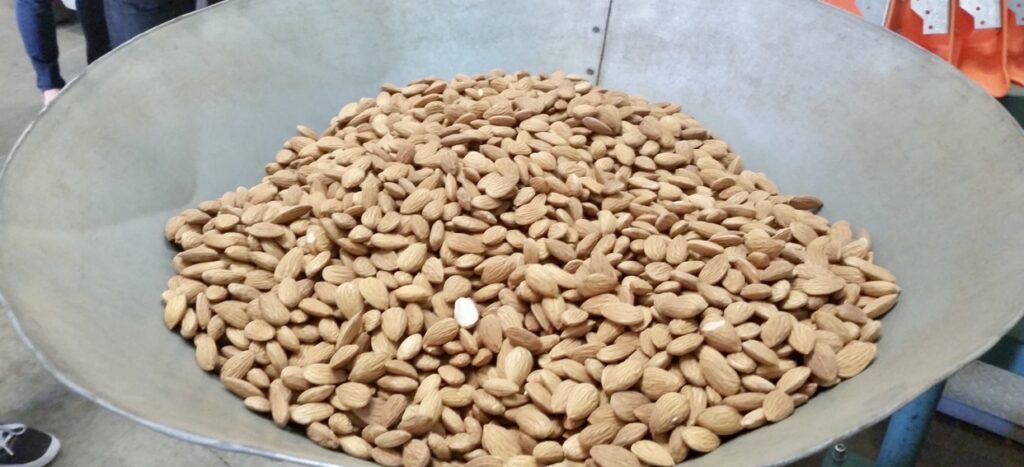 Hulled almonds separated by size