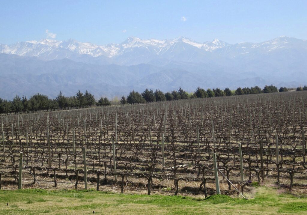Vineyard, Mendoza, Argentina