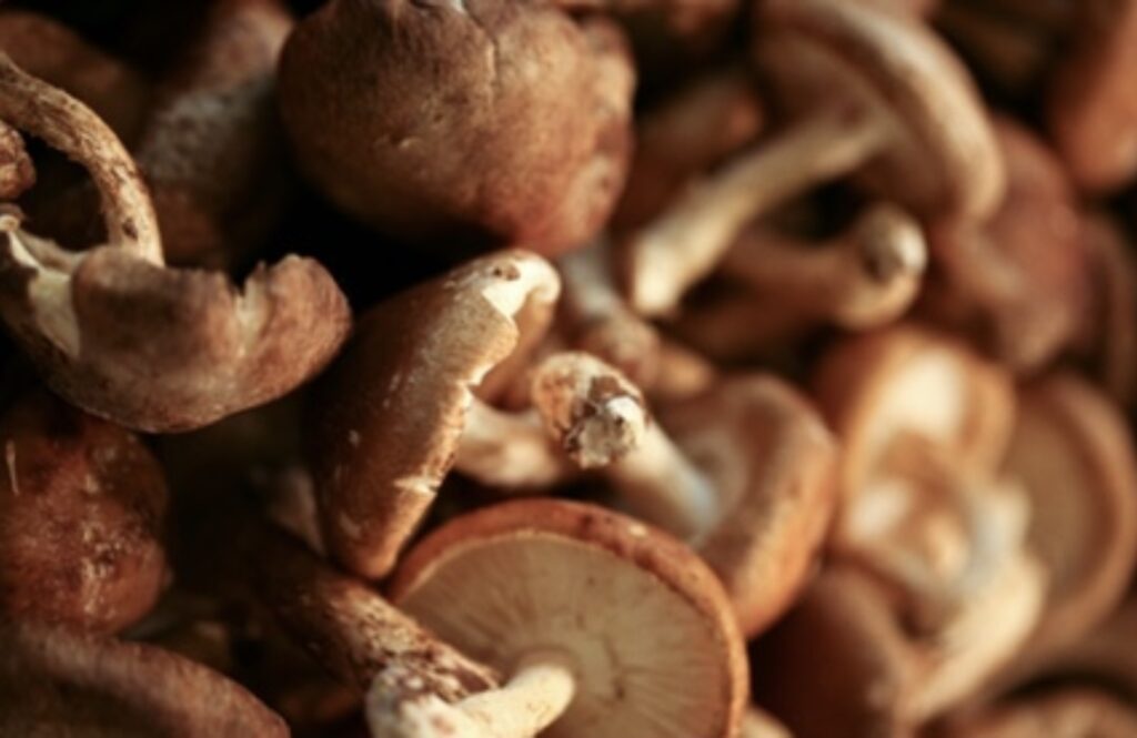Shiitake mushrooms contain a variety of nutrients and bioactive compounds that may benefit your health – and their unique taste adds loads of flavor to your recipes
