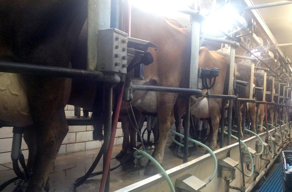 Using a milking parlor is a common practice in modern dairy farming