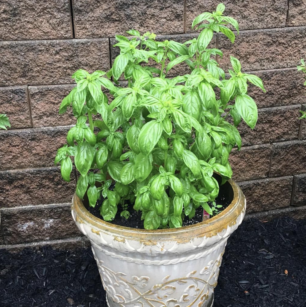 fresh basil Heather Mangieri Nutrition