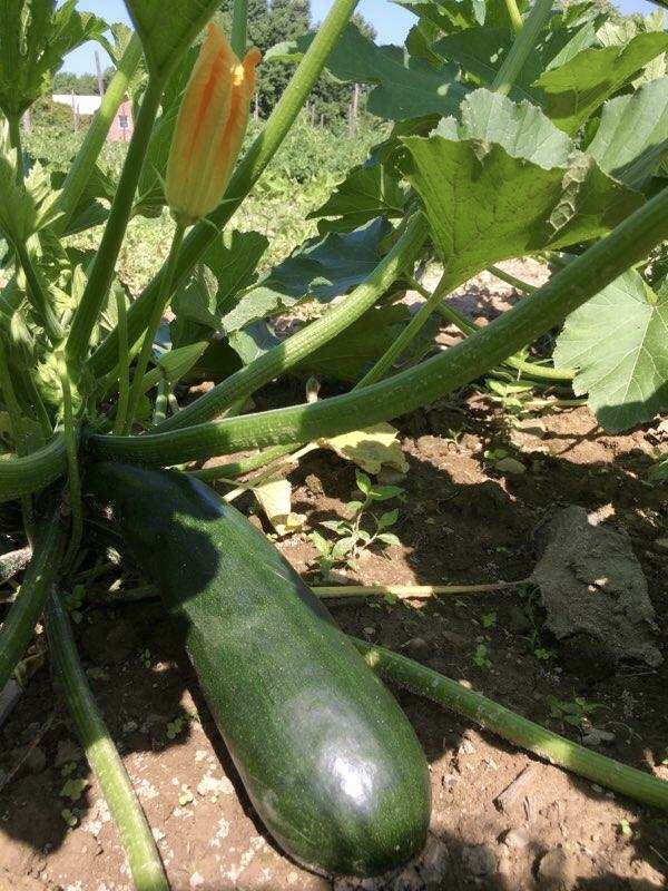 Shows homegrown zucchini growing in the field