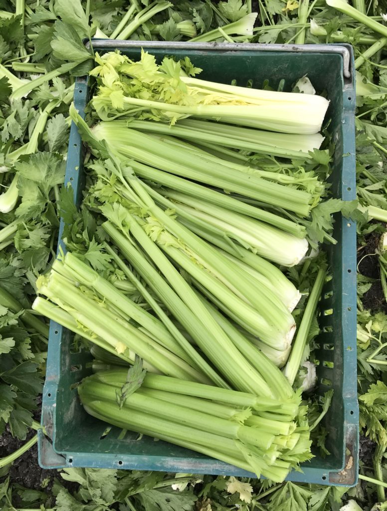This photo is taken in a celery field in Monterey California and shows how celery is grown and how farmers keep them safe in the field. We learned the how they are grown, packaged and shipped directly from the farm.