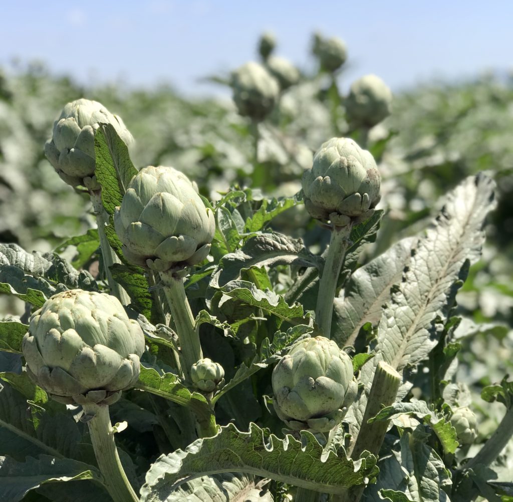 This photo is taken in an artichoke field in Monterey California and shows how artichokes are grown and how farmers keep them safe in the field. We learned the how they are grown, packaged and shipped directly from the farm.