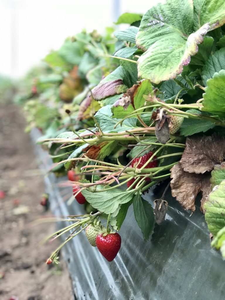 This photo is taken in a strawberry field in Monterey California and shows the draining system of strawberries  and how farmers keep them safe in the field. We learned the how they are grown, packaged and shipped directly from the farm.