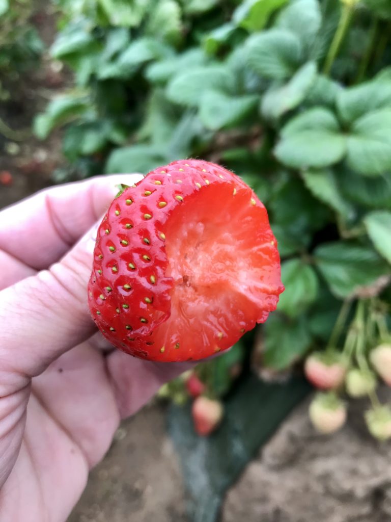 This photo is taken in a strawberry field in Monterey California and shows the draining system of strawberries  and how farmers keep them safe in the field. We learned the how they are grown, packaged and shipped directly from the farm.