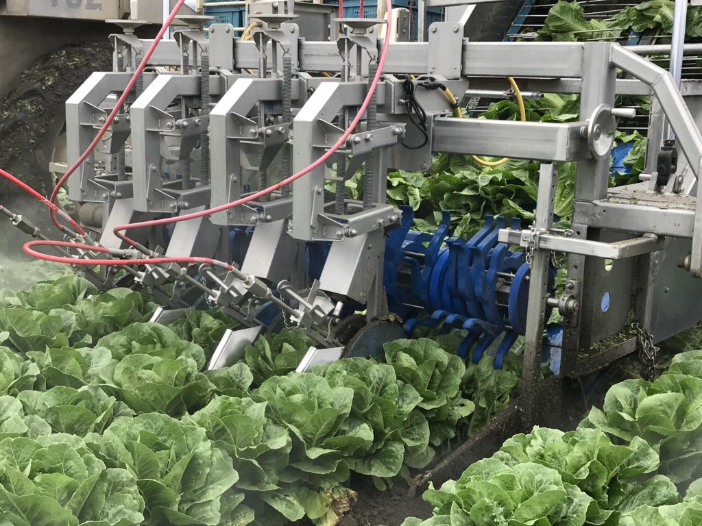 This photo is taken in a Romaine lettuce field in Monterey California and shows how Romaine is grown and how farmers keep it safe in the field. We learned the how it is grown, rinsed, packaged and shipped directly from the farm.
