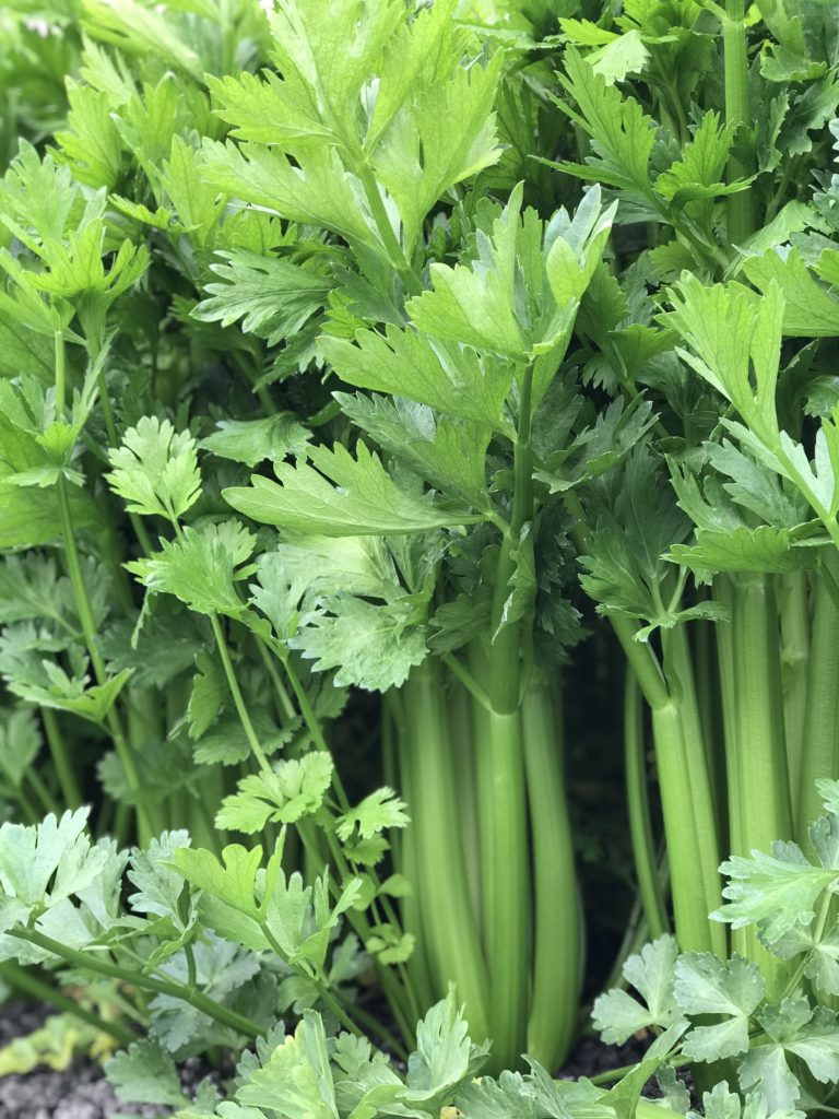 This photo is taken in a celery field in Monterey California and shows how celery is grown and how farmers keep them safe in the field. We learned the how they are grown, packaged and shipped directly from the farm.