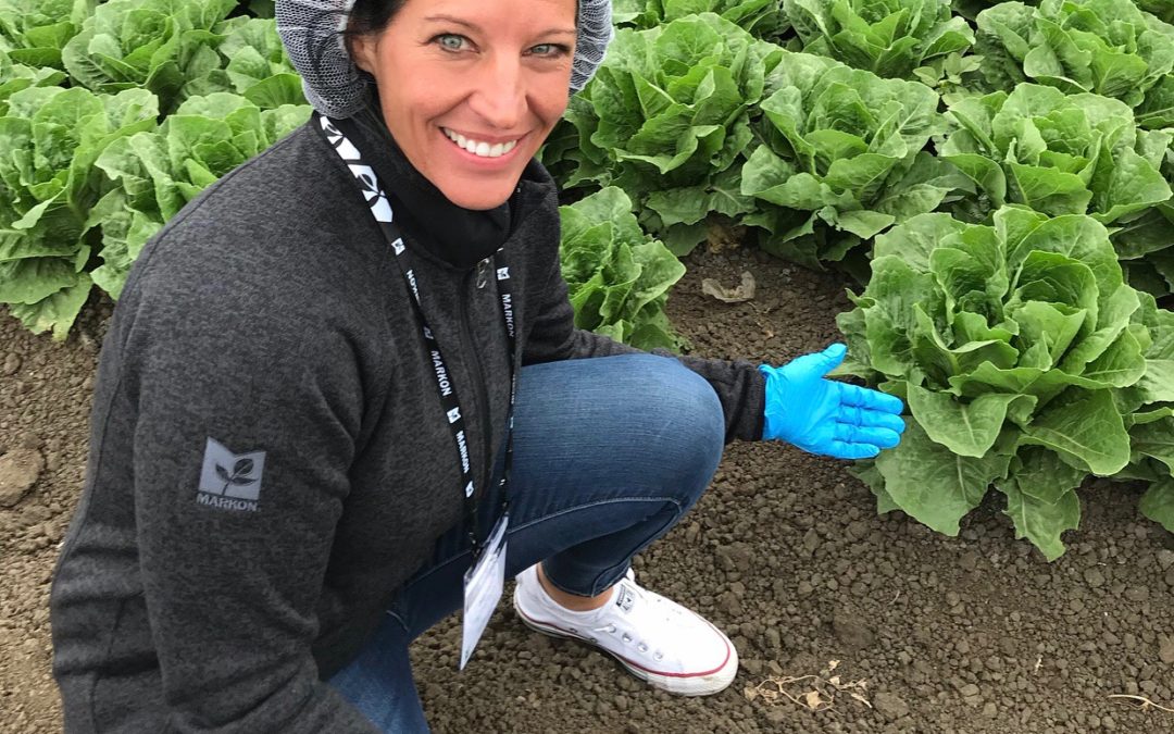 Understanding Produce Safety. On a Romaine Lettuce farm learniing how romaine is harvested in the field