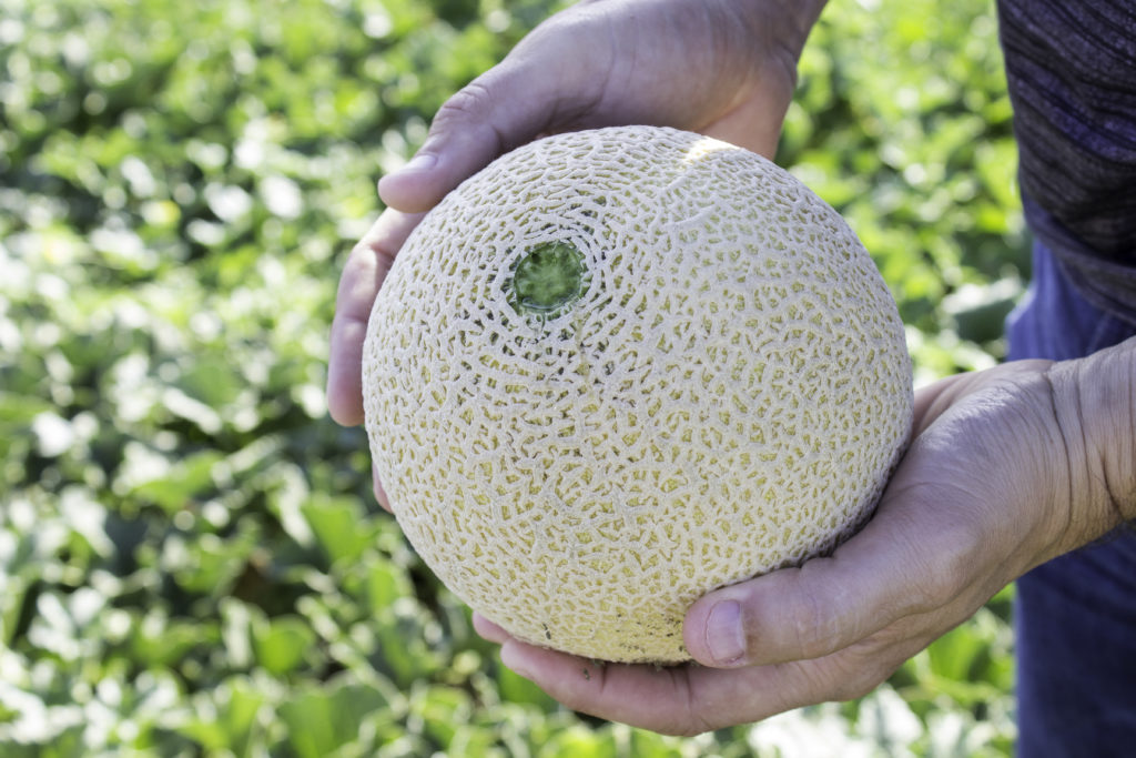 Fresh melon just picked in the field