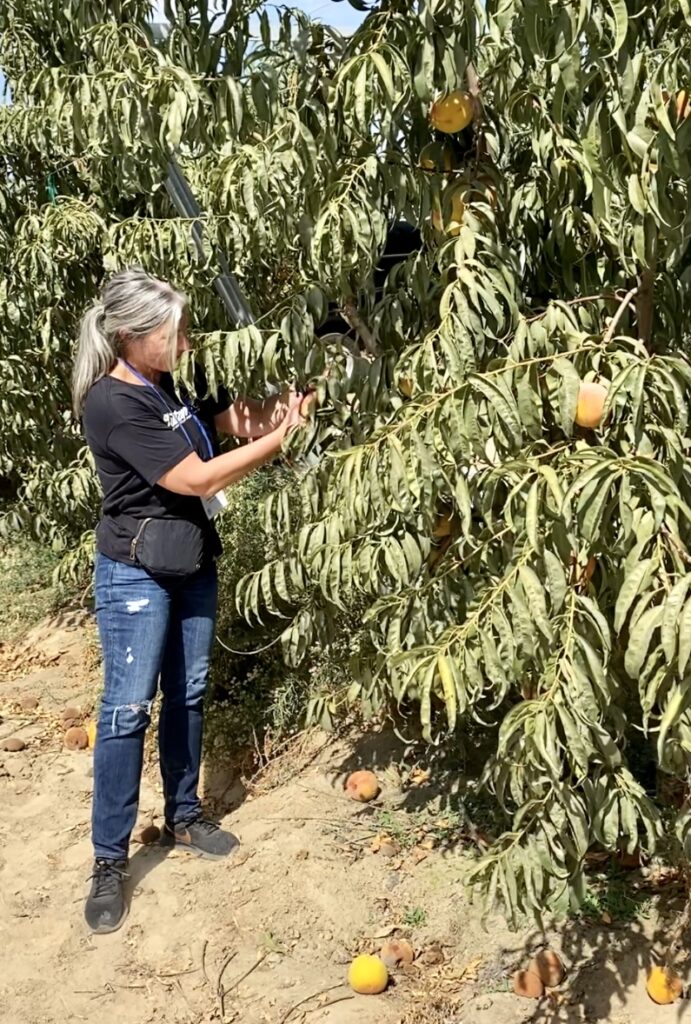 Me picking peaches from the tree during the safe fruits and veggies farm tour