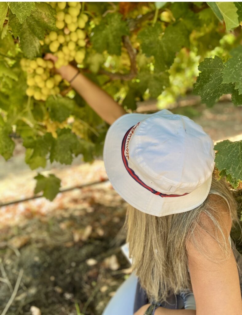 Picture of me in the green grapes vineyard pcking some grapes