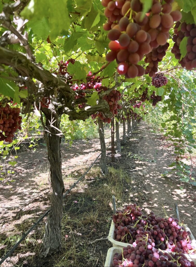 Red grapes vineyard - safe fruits and veggies farm tour 